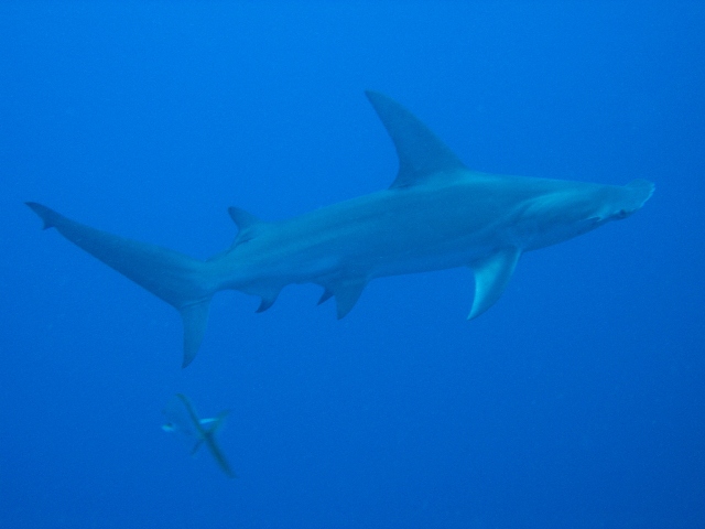 great hammerhead 280505.JPG